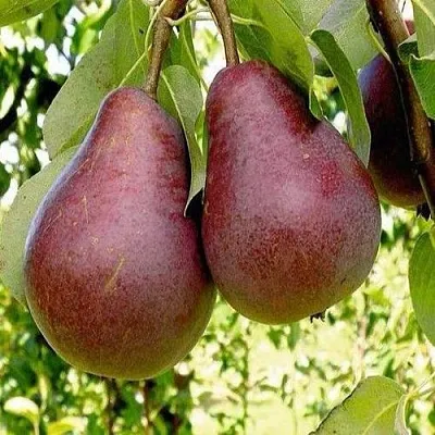 Груша с красной мякотью КРАСНАЯ ИЗ СААРЕМА в Коломне