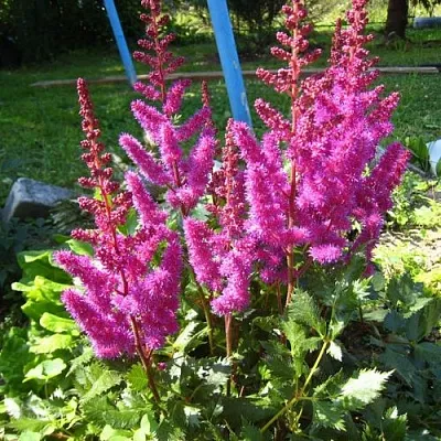 Астильба ЭЛИЗАБЕТ ВАН ВИН японская в Коломне