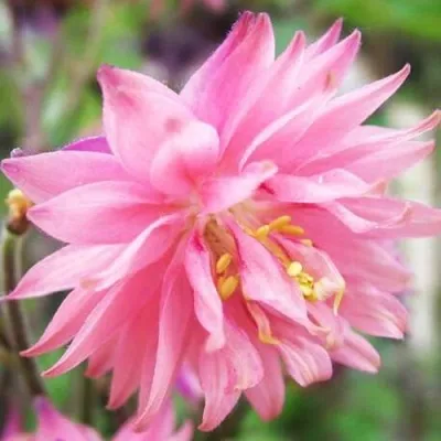 Аквилегия БАРЛОУ ПИНК гибрид МакКаны — описание сорта Аквилегия БАРЛОУ ПИНК гибрид МакКаны в Коломне