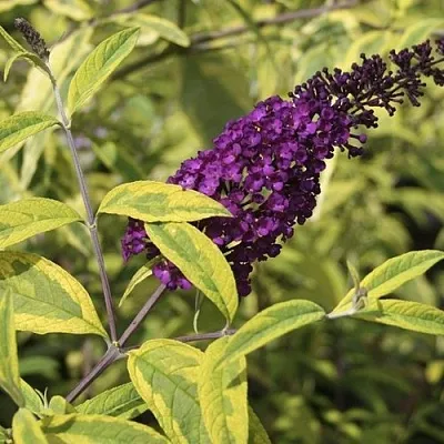 Буддлея давида САНТАНА   Буддлея давида САНТАНА  в Коломне