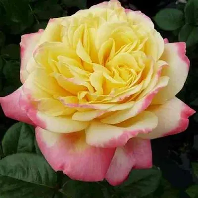 Саженцы роз КОРДЕС ДЖУБИЛИ чайно-гибридная в Коломне