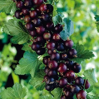 Йошта  Йошта в Коломне