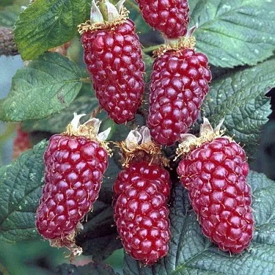 Ежемалина ТАЙБЕРРИ  Ежемалина ТАЙБЕРРИ в Коломне