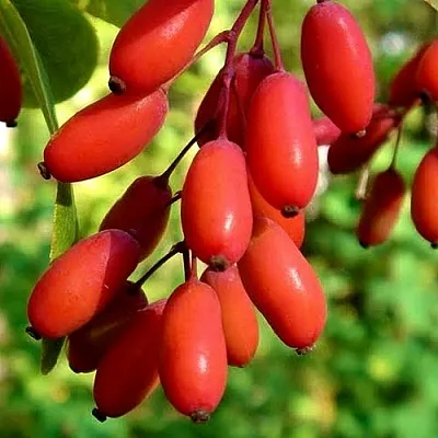 Кизил  Кизил в Коломне