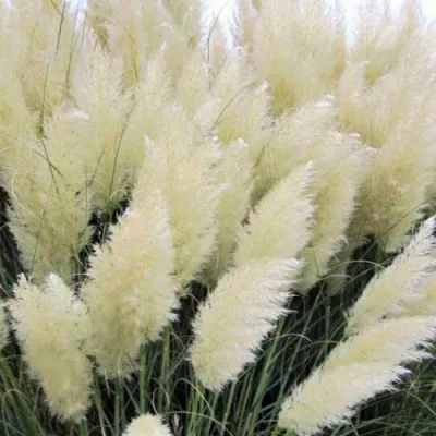 Кортадерия белая (пампасная трава) в Коломне