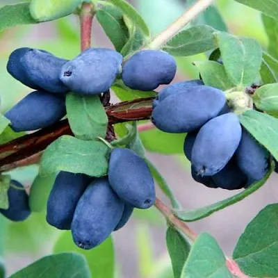 Жимолость съедобная ХОНЕЙ БИ  Жимолость съедобная ХОНЕЙ БИ в Коломне