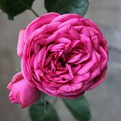 Саженцы роз ПИНК ПИАНО чайно-гибридная в Коломне