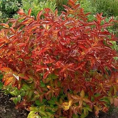 Вейгела ОГНЕННЫЕ КРЫЛЬЯ  Вейгела ОГНЕННЫЕ КРЫЛЬЯ в Коломне