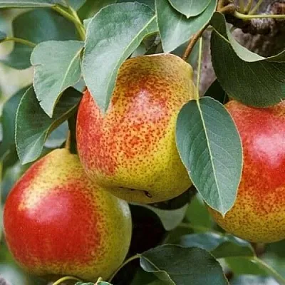 Груша ГОРНАЯ КРАСАВИЦА  Груша ГОРНАЯ КРАСАВИЦА в Коломне