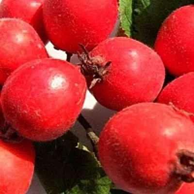 Боярышник КРУПНОПЛОДНЫЙ  Боярышник КРУПНОПЛОДНЫЙ в Коломне