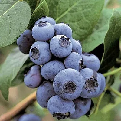 Голубика ПАТРИОТ  Голубика ПАТРИОТ в Коломне