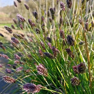 Сейслерия ХЕФЛЕРА в Коломне