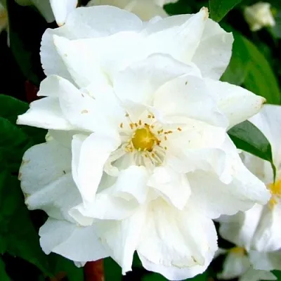 Жасмин РОЗАЦЕ  Жасмин РОЗАЦЕ в Коломне