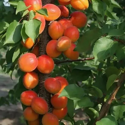 Абрикос ЗВЕЗДНЫЙ колонновидный  Абрикос ЗВЕЗДНЫЙ колонновидный в Коломне