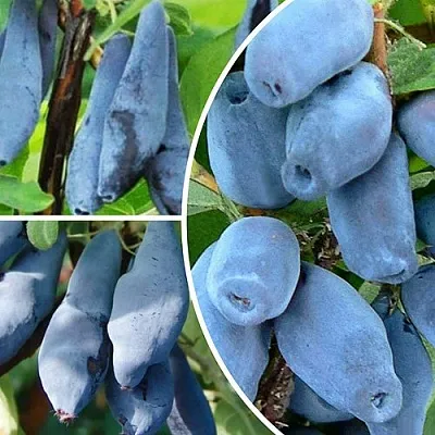 Комплект СИЯНИЕ ГЛАЗ в Коломне