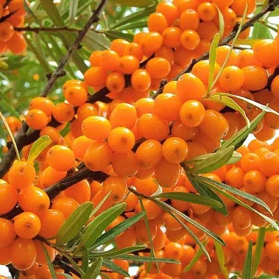 Облепиха  Облепиха в Коломне