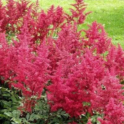 Астильба СКАЙСКРЕЙПЕР китайская в Коломне