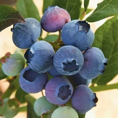 Голубика ОСОРНО  Голубика ОСОРНО в Коломне