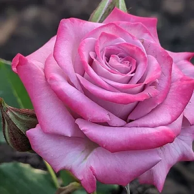 Саженцы роз ОКЕАН МИКАДО спрей  Саженцы роз ОКЕАН МИКАДО спрей в Коломне