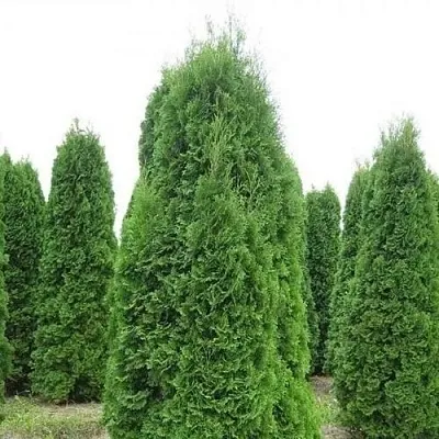 Туя КОЛУМНА западная  Туя КОЛУМНА западная в Коломне