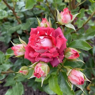 Саженцы роз ТИРАМИСУ спрей  Саженцы роз ТИРАМИСУ спрей в Коломне