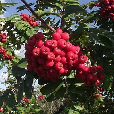 Рябина МОРАВСКАЯ сладкоплодная в Коломне