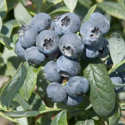 Голубика БРИГИТТА — описание сорта Голубика БРИГИТТА в Коломне