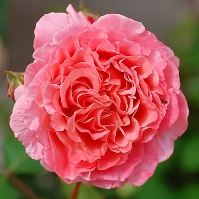 Саженцы роз ЛОРАН КАБРОЛЬ шраб  Саженцы роз ЛОРАН КАБРОЛЬ шраб в Коломне