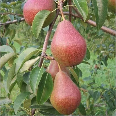 Груша РУМЯНАЯ КЕДРИНА в Коломне