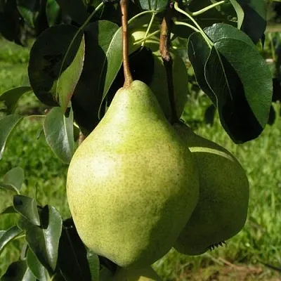 Груша МИНСКАЯ колонновидная  Груша МИНСКАЯ колонновидная в Коломне