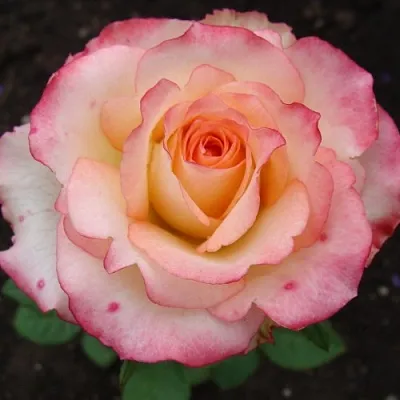 Саженцы роз ДУЭТ чайно-гибридная в Коломне