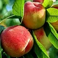 Персик  Персик в Коломне
