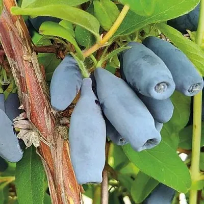 Жимолость съедобная ВОСТОРГ  Жимолость съедобная ВОСТОРГ в Коломне