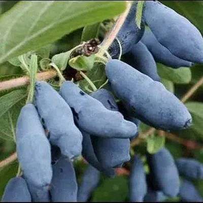 Жимолость съедобная СИНИЙ ШАРИК  Жимолость съедобная СИНИЙ ШАРИК в Коломне
