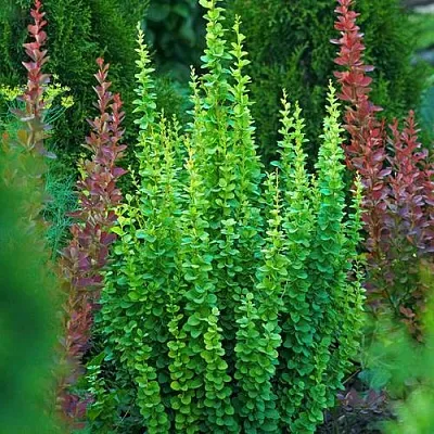 Барбарис ЭРЕКТА тунберга в Коломне