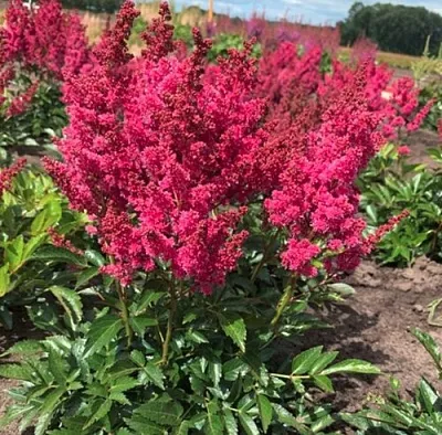 Астильба ЛАКИ ДЕЙ Арендса в Коломне