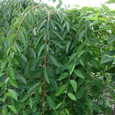 Черешня ПЕНДУЛА декоративная  Черешня ПЕНДУЛА декоративная в Коломне