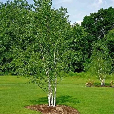 Береза бумажная в Коломне