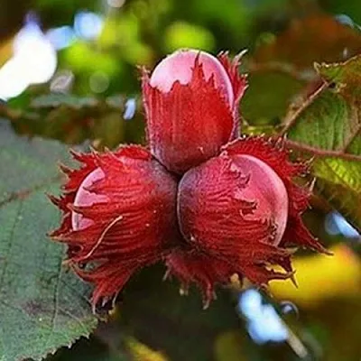 Фундук КРАСНЫЙ ЯНТАРЬ  Фундук КРАСНЫЙ ЯНТАРЬ в Коломне