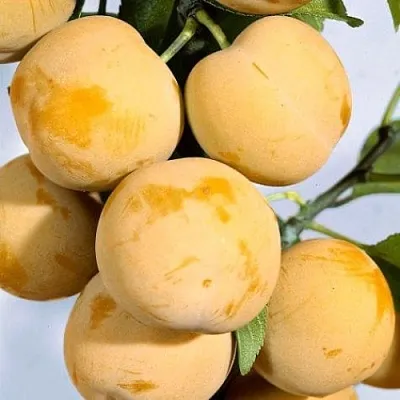 Слива РЕНКЛОД ранний в Коломне