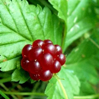 Княженика ЭЛПЕ  Княженика ЭЛПЕ в Коломне