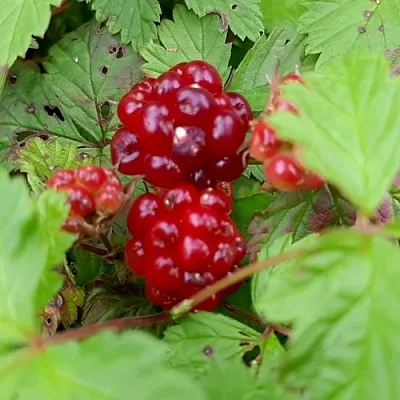 саженцы княженики саженцы княженики