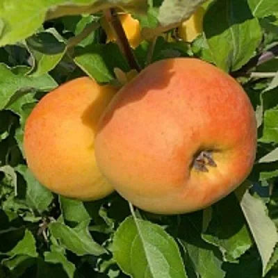 Яблоня АНТОНОВКА ЗОЛОТАЯ  Яблоня АНТОНОВКА ЗОЛОТАЯ в Коломне