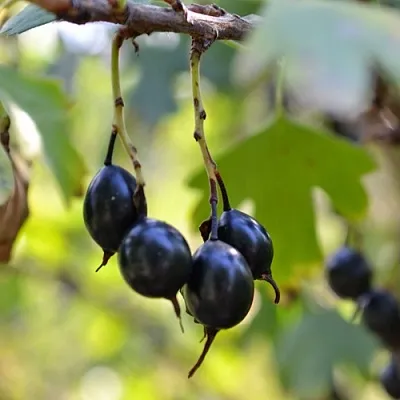 Смородина золотистая ДУСТЛИК  Смородина золотистая ДУСТЛИК в Коломне