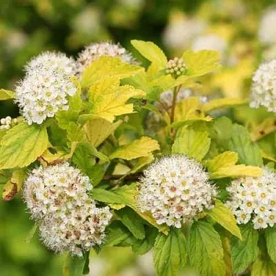 Пузыреплодник АНГЕЛ ГОЛД в Коломне