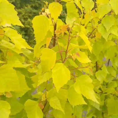 Берёза ГОЛДЕН ОБЕЛИСК повислая   Берёза ГОЛДЕН ОБЕЛИСК повислая  в Коломне