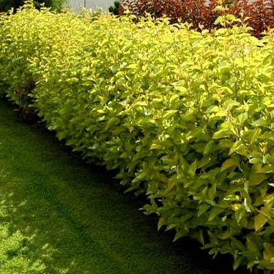 Комплект ДАРТС ГОЛД в Коломне