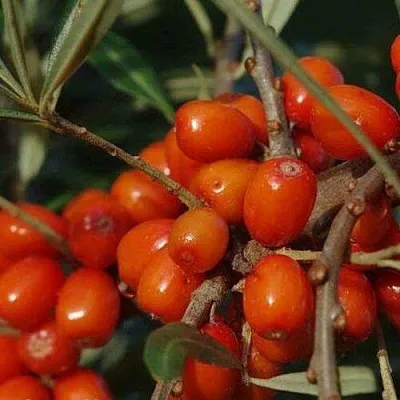 Облепиха ВОРОБЬЕВСКАЯ  Облепиха ВОРОБЬЕВСКАЯ в Коломне