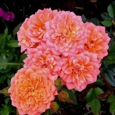 Саженцы роз НИНЕТТА спрей  Саженцы роз НИНЕТТА спрей в Коломне