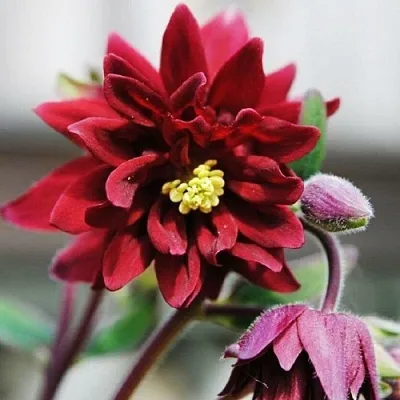 Аквилегия РУБИ ПОРТ обыкновенная в Коломне